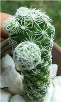 mammilaria gracilis 